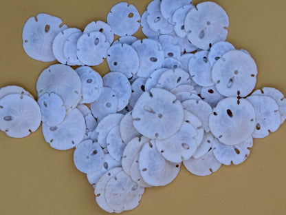 Tiny natural loose sand dollars for crafting in bulk bags