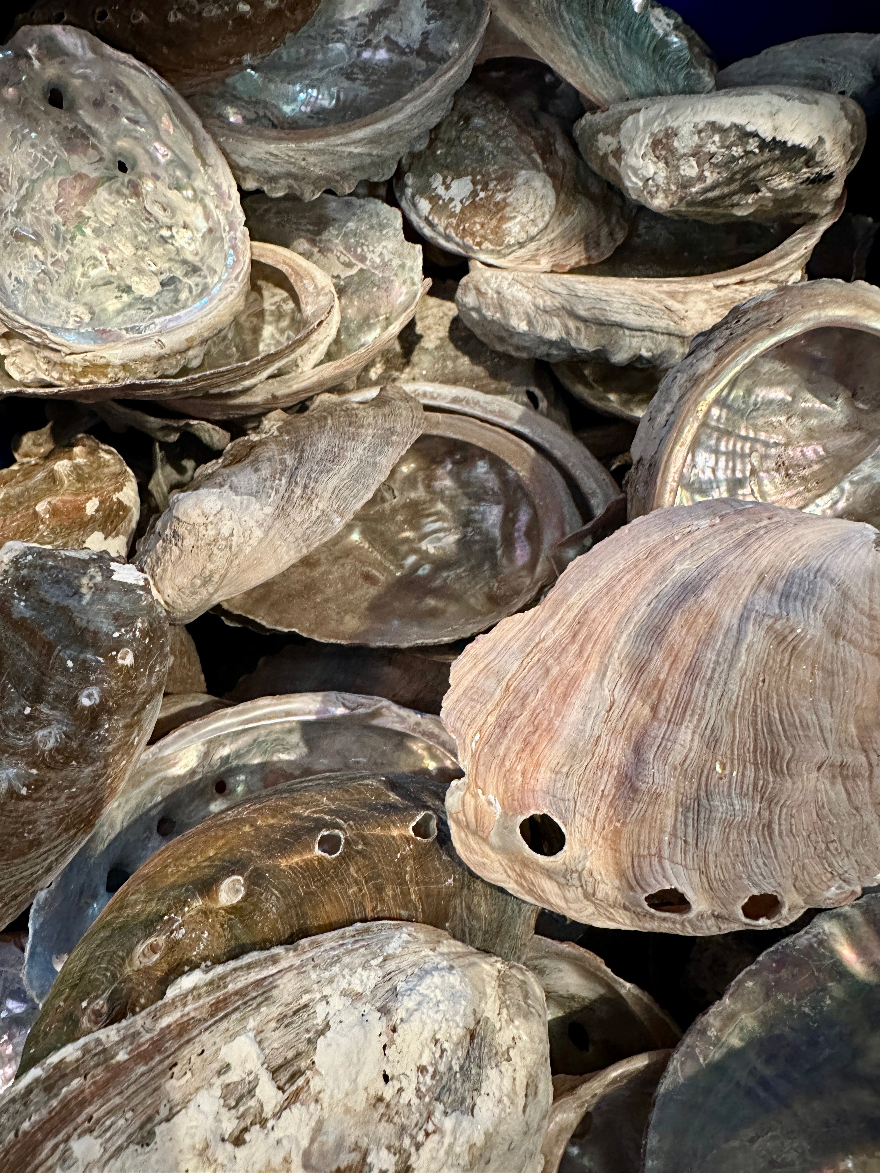 Natural raw abalone shells with colorful iridescent interiors in blue, green, silver, and pearl shades