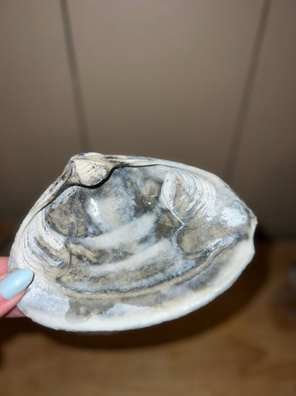 Limited edition candle in a dark, weathered quahog shell from December 2025 storm