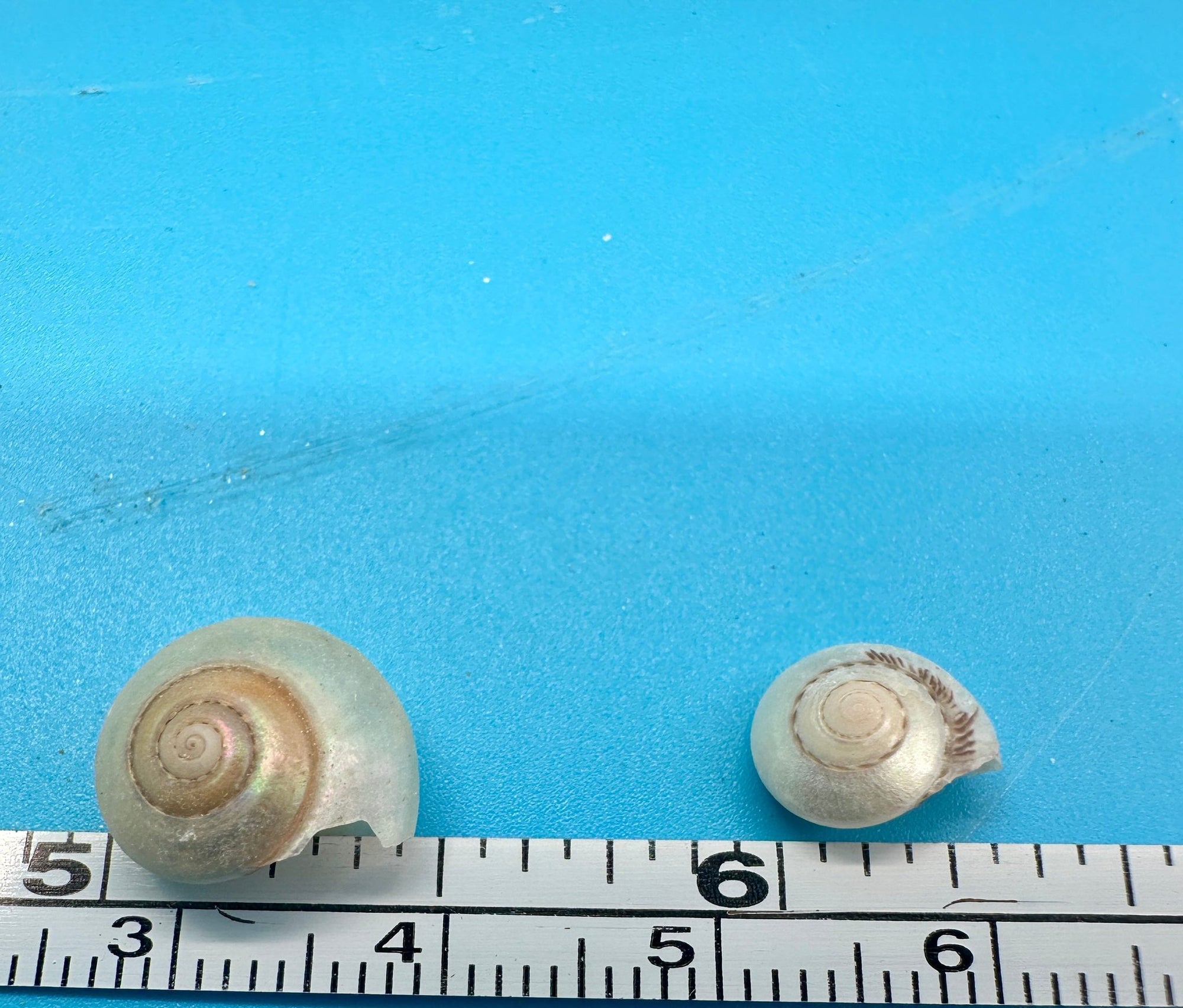 Bulk pearl umbonium button snail shells with natural pearly spiral finish for crafts