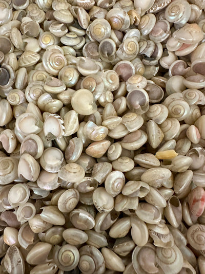 Bulk pearl umbonium button snail shells with natural pearly spiral finish for crafts