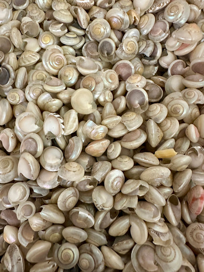 Bulk pearl umbonium button snail shells with natural pearly spiral finish for crafts