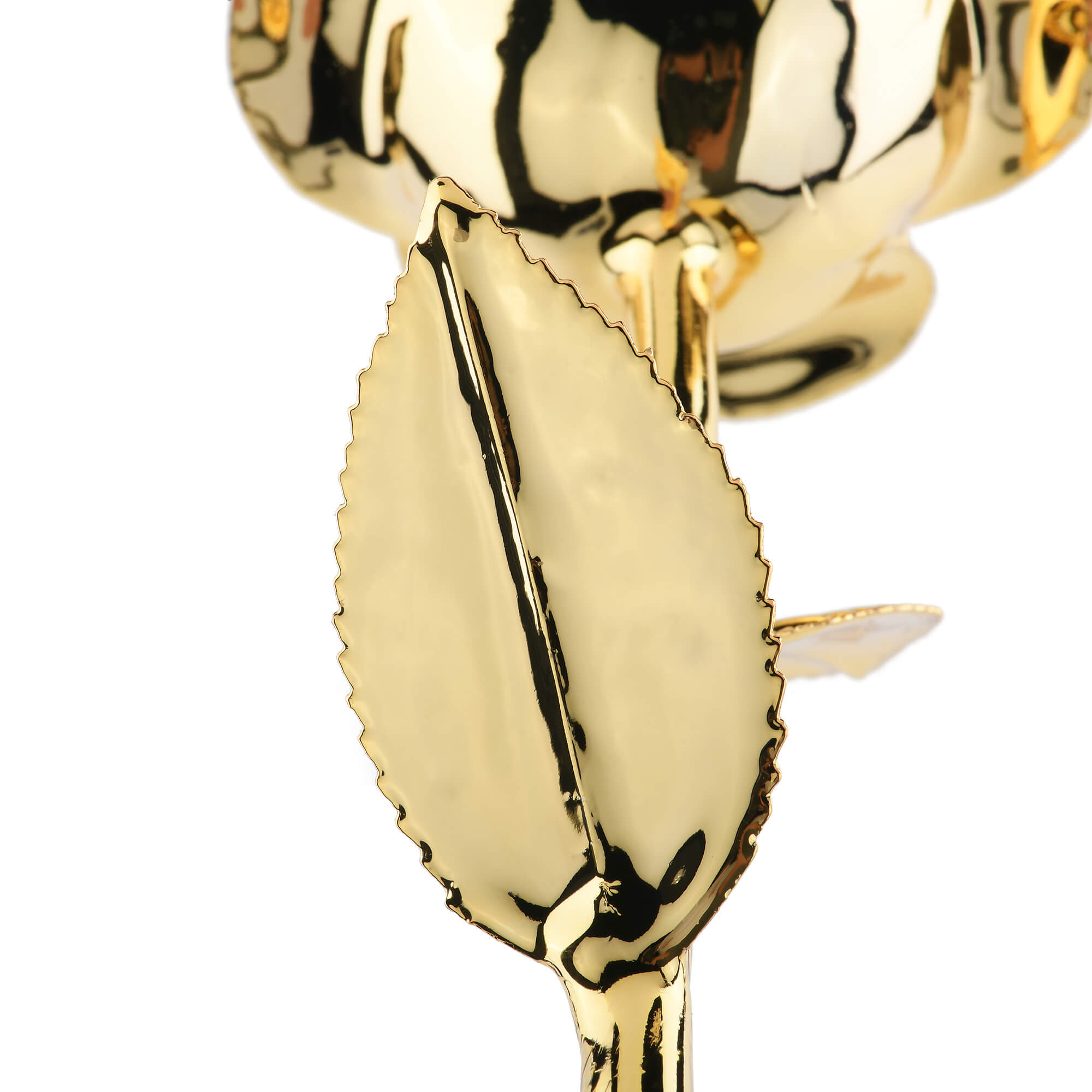 Timeless Rose (Gold) by ROSEPHORIA