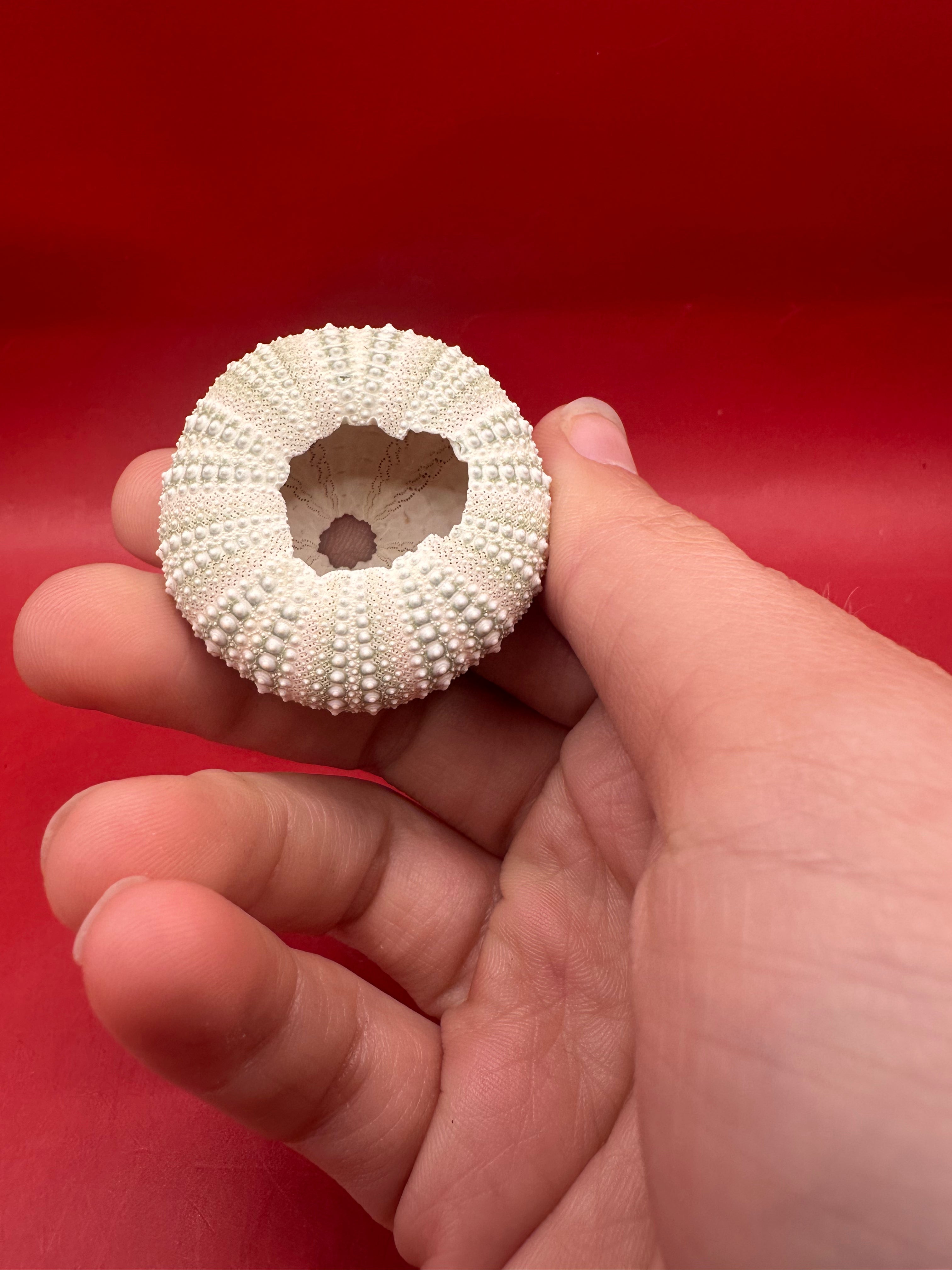 Mexican Green Urchin shell Lytechinus variegatus natural marine specimen in green and cream tones