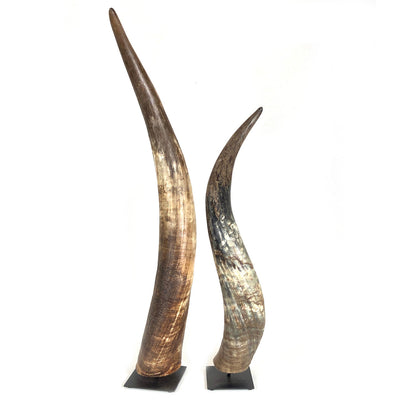 Decorative N'dama Horn