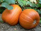 Two large orange Jack O' Lantern pumpkins resting on soil beneath green leafy vines outdoors.