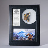 Genuine Woolly Mammoth Tusk displayed in a labeled box with color image and description