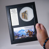 Genuine Woolly Mammoth Tusk in Display Box