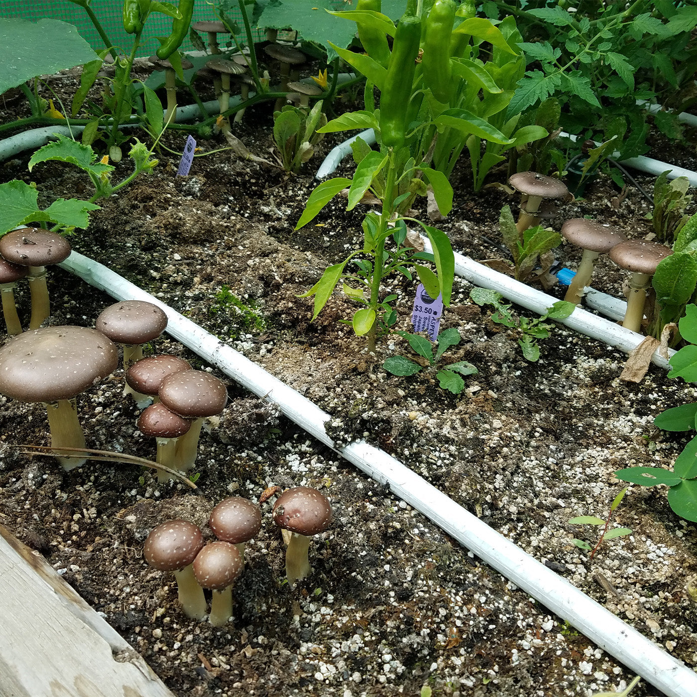 Blumat Irrigation for Raised Beds by Sustainable Village - product image 2 for Resin Society