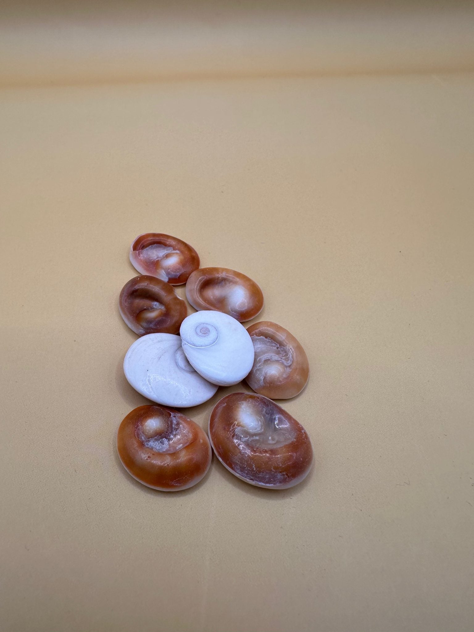 Set of 4 polished golden operculum shells with spiral patterns for jewelry making and crafts