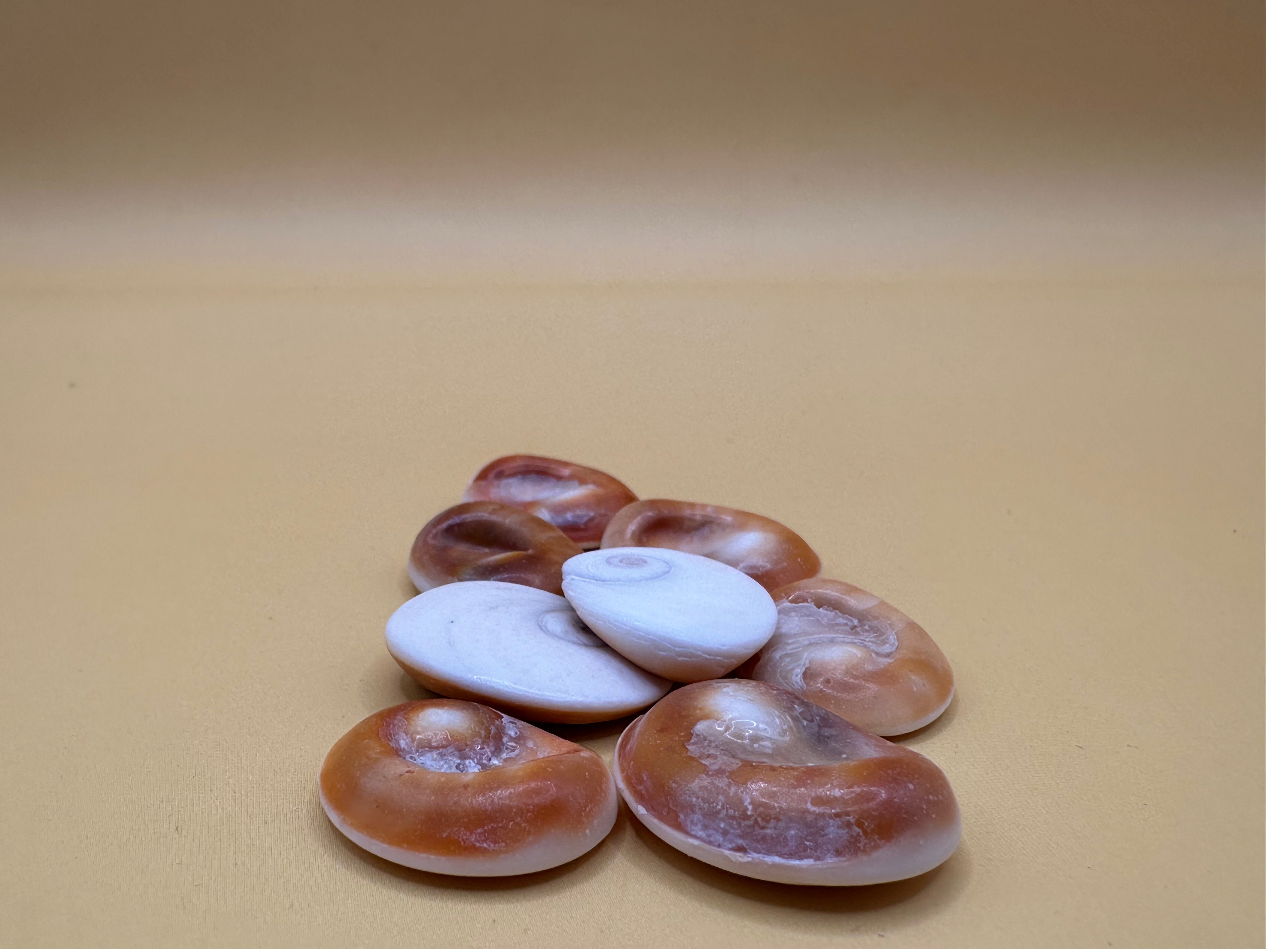 Set of 4 polished golden operculum shells with spiral patterns for jewelry making and crafts