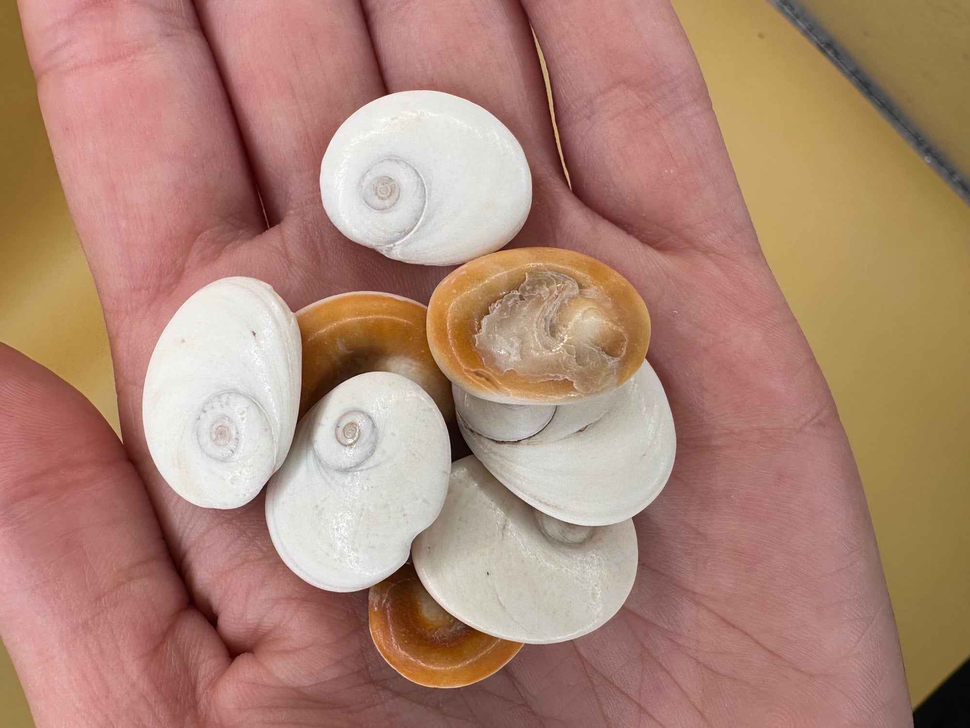 Set of 4 polished golden operculum shells with spiral patterns for jewelry making and crafts