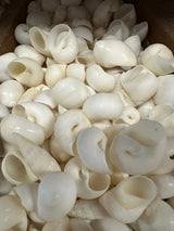 Bulk White Moon Snail Shells Natica mamillia natural creamy white pear-shaped shells