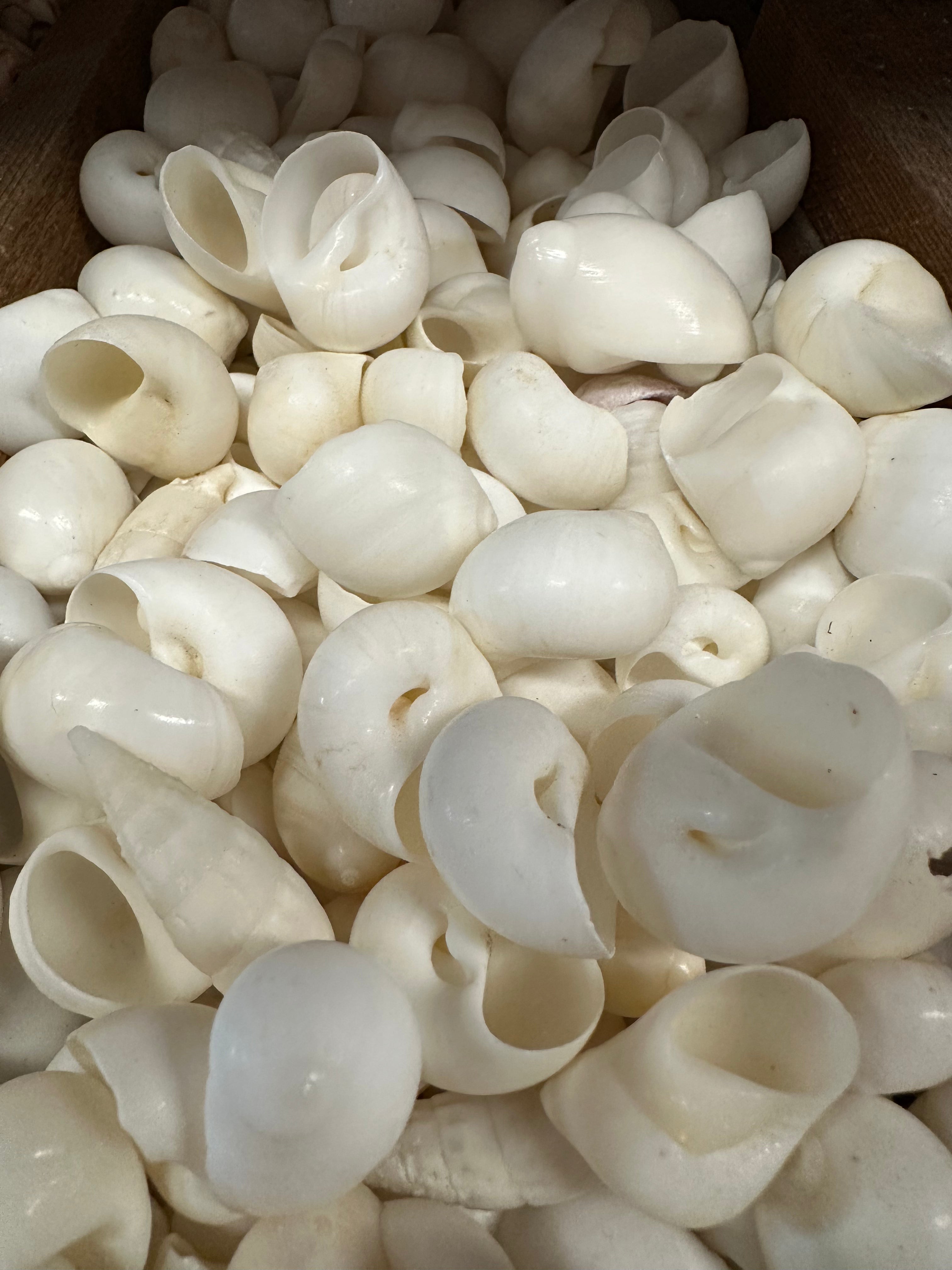 Bulk White Moon Snail Shells Natica mamillia natural creamy white pear-shaped shells