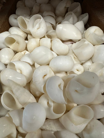 Bulk White Moon Snail Shells Natica mamillia natural creamy white pear-shaped shells