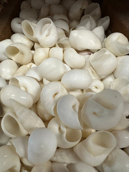 Bulk White Moon Snail Shells Natica mamillia natural creamy white pear-shaped shells