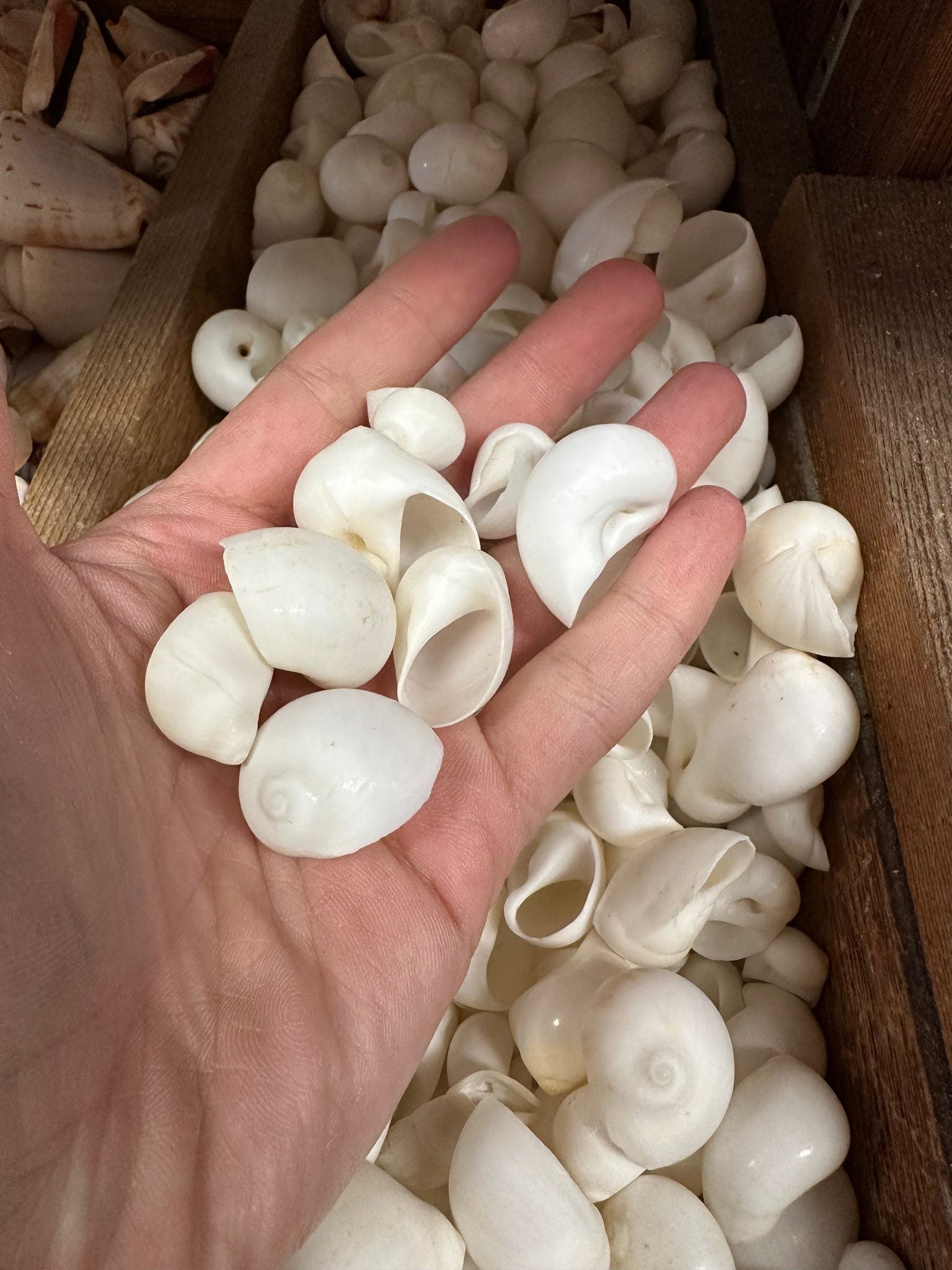 Bulk White Moon Snail Shells Natica mamillia natural creamy white pear-shaped shells