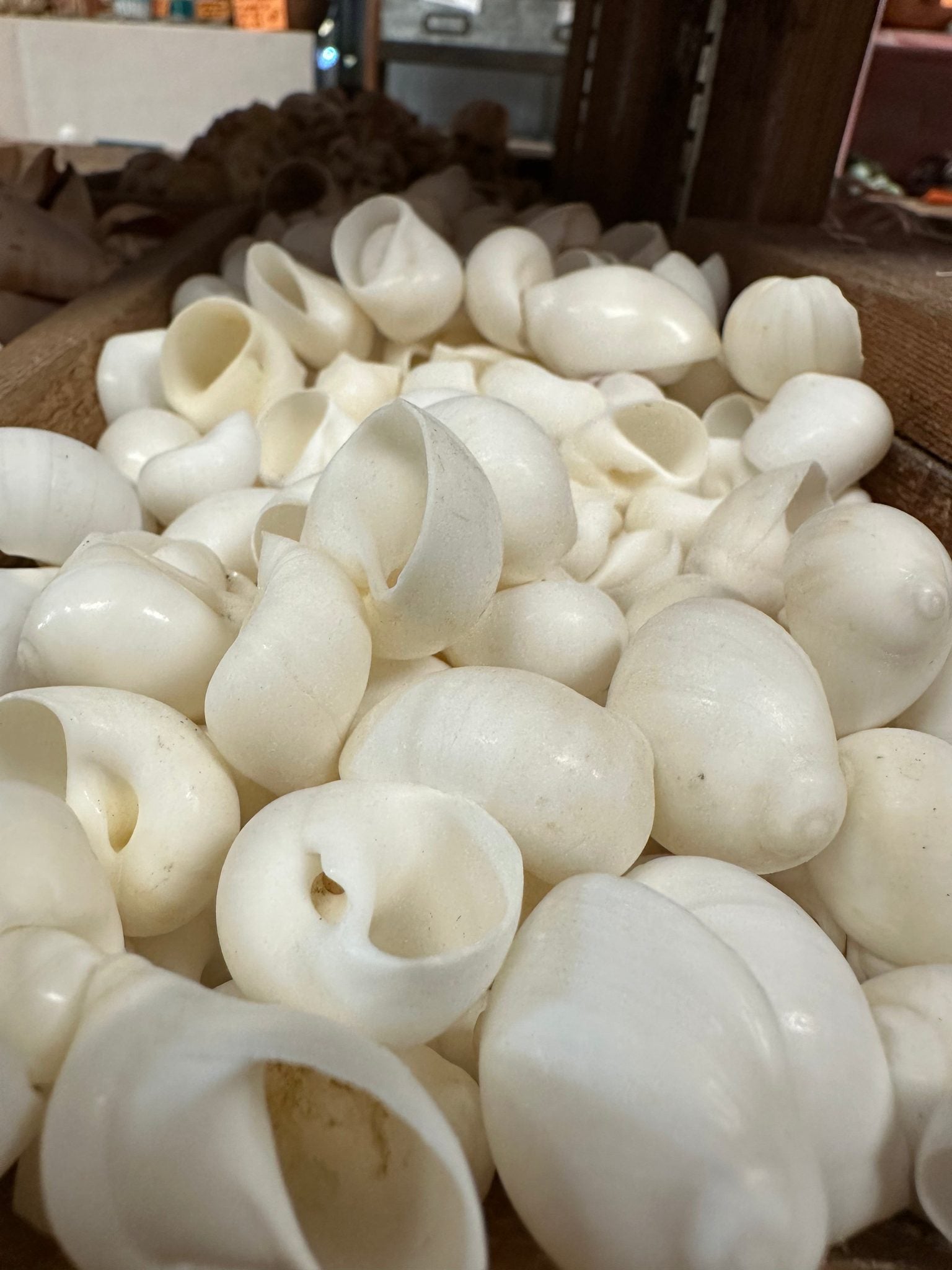 Bulk White Moon Snail Shells Natica mamillia natural creamy white pear-shaped shells