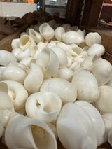 Bulk White Moon Snail Shells Natica mamillia natural creamy white pear-shaped shells