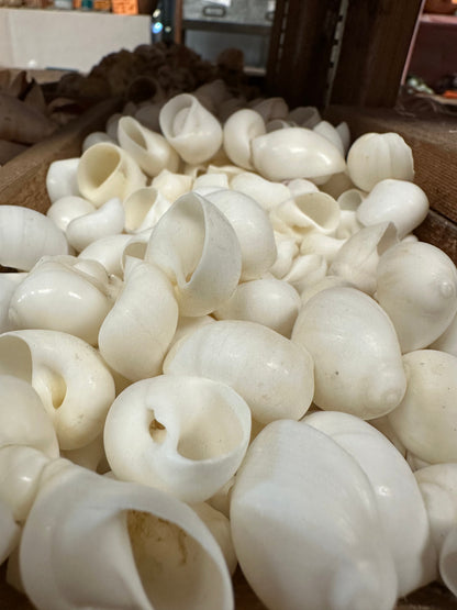 Bulk White Moon Snail Shells Natica mamillia natural creamy white pear-shaped shells