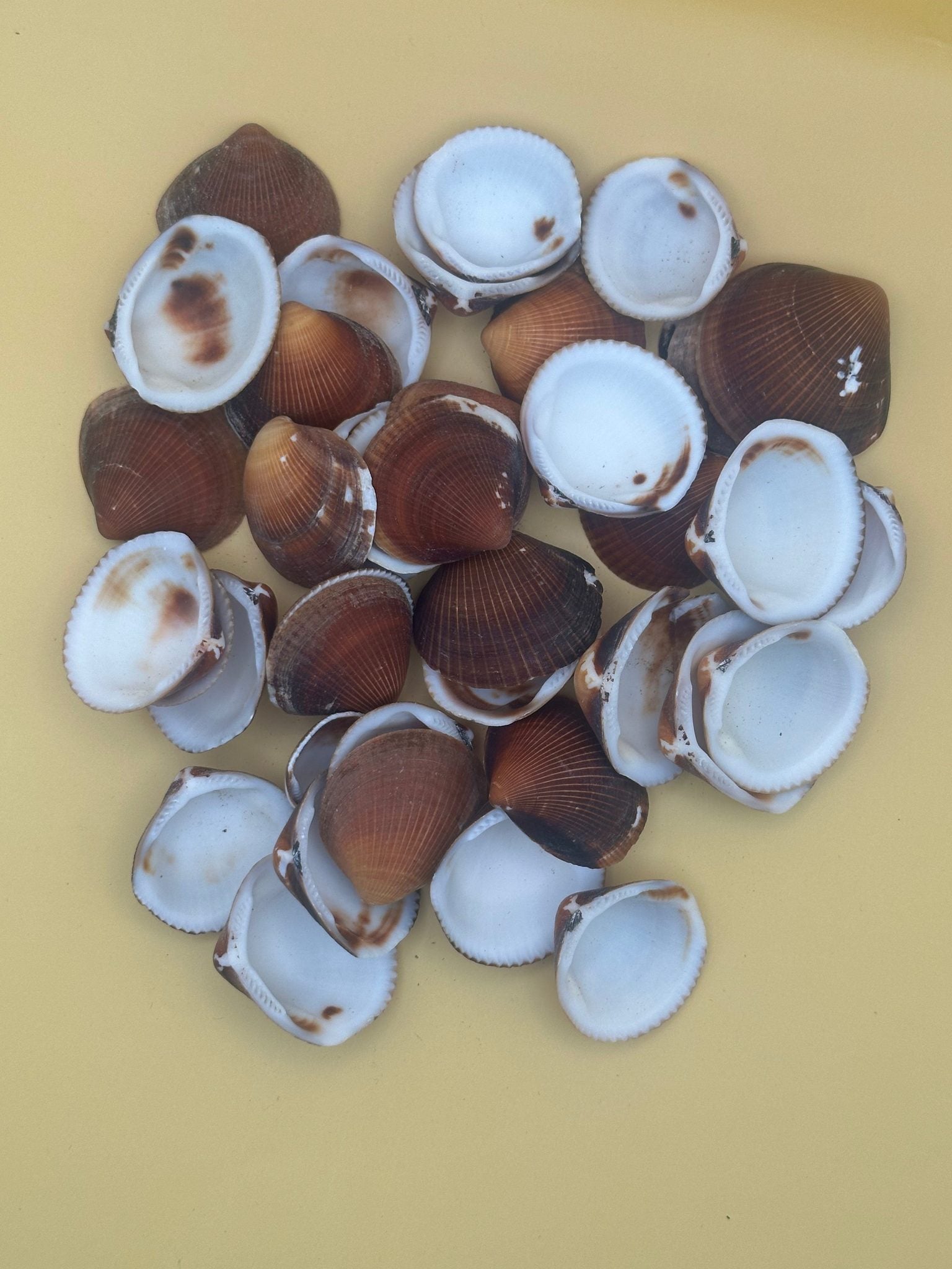 Natural brown clam shells with textured ridges for crafting and coastal decor