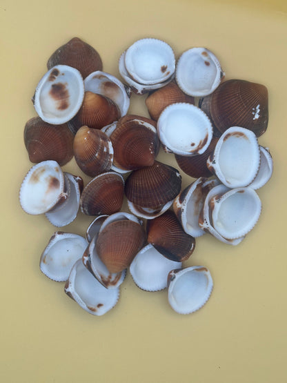 Natural brown clam shells with textured ridges for crafting and coastal decor