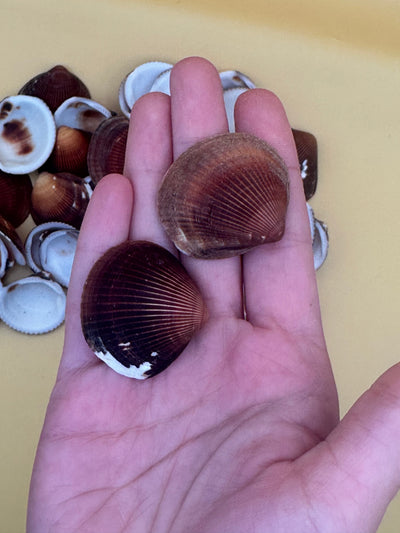 Natural brown clam shells with textured ridges for crafting and coastal decor