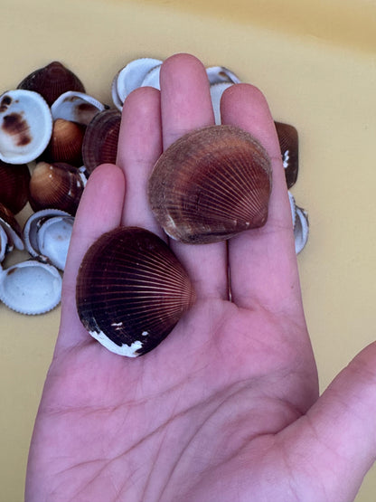 Natural brown clam shells with textured ridges for crafting and coastal decor
