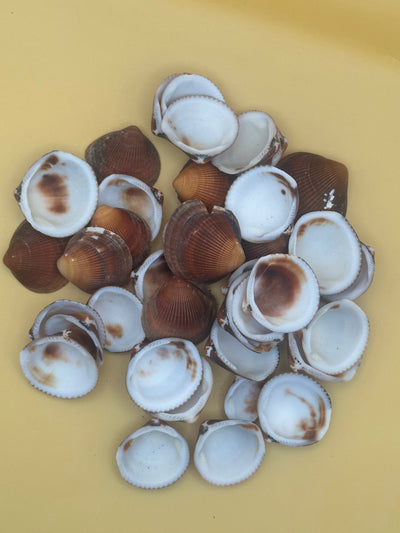 Natural brown clam shells with textured ridges for crafting and coastal decor