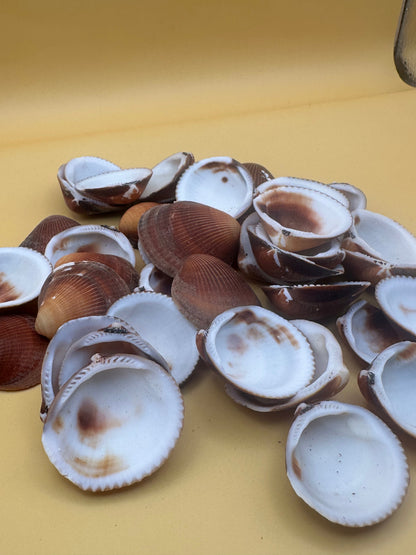 Natural brown clam shells with textured ridges for crafting and coastal decor
