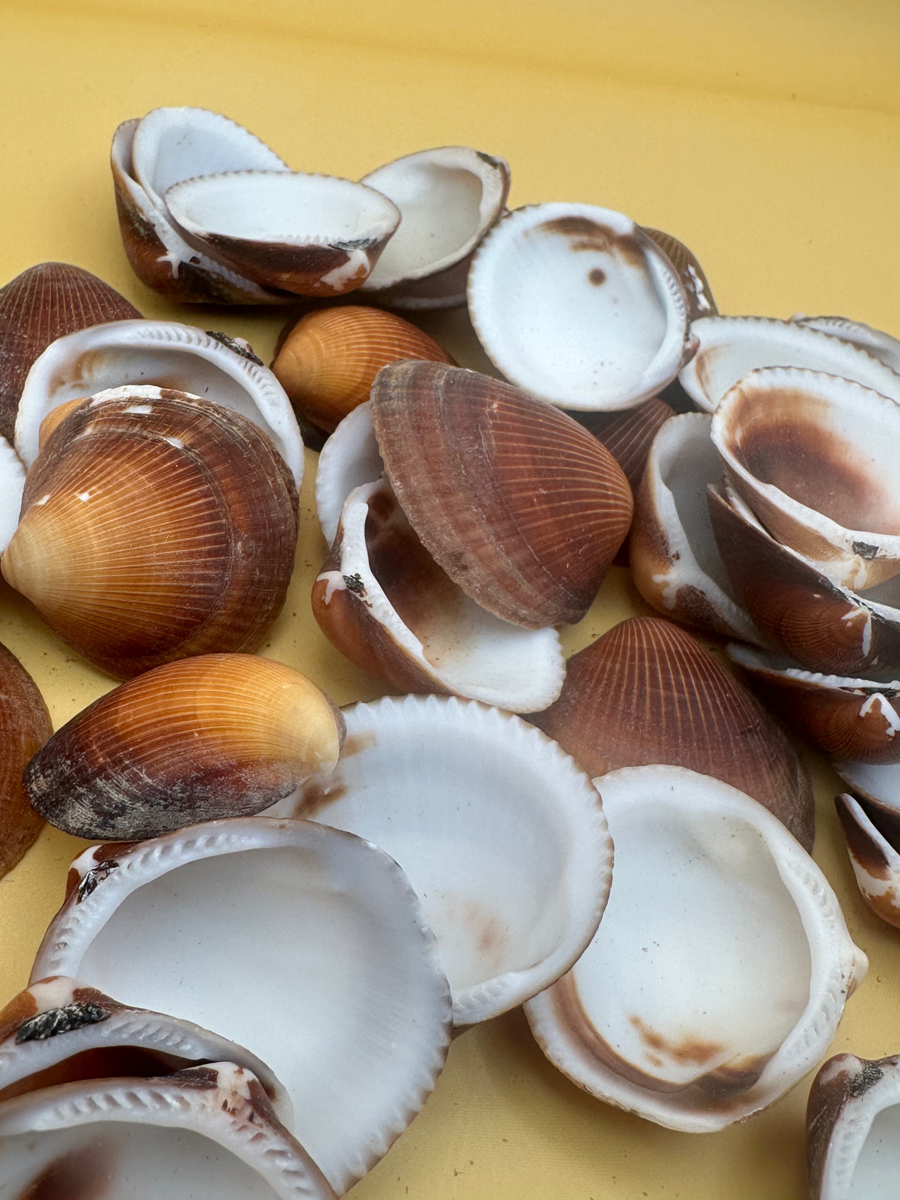 Natural brown clam shells with textured ridges for crafting and coastal decor