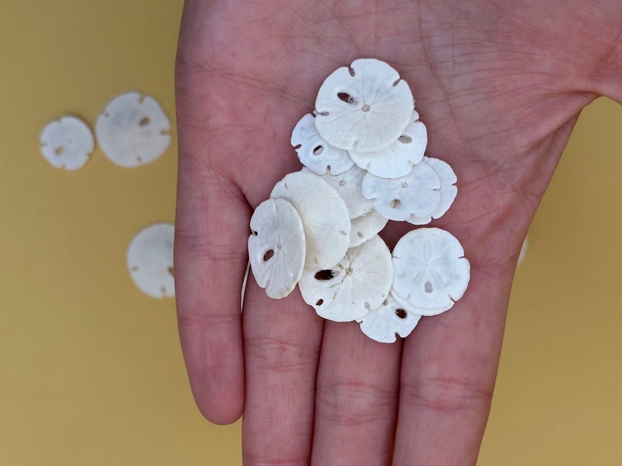 Tiny natural loose sand dollars for crafting in bulk bags