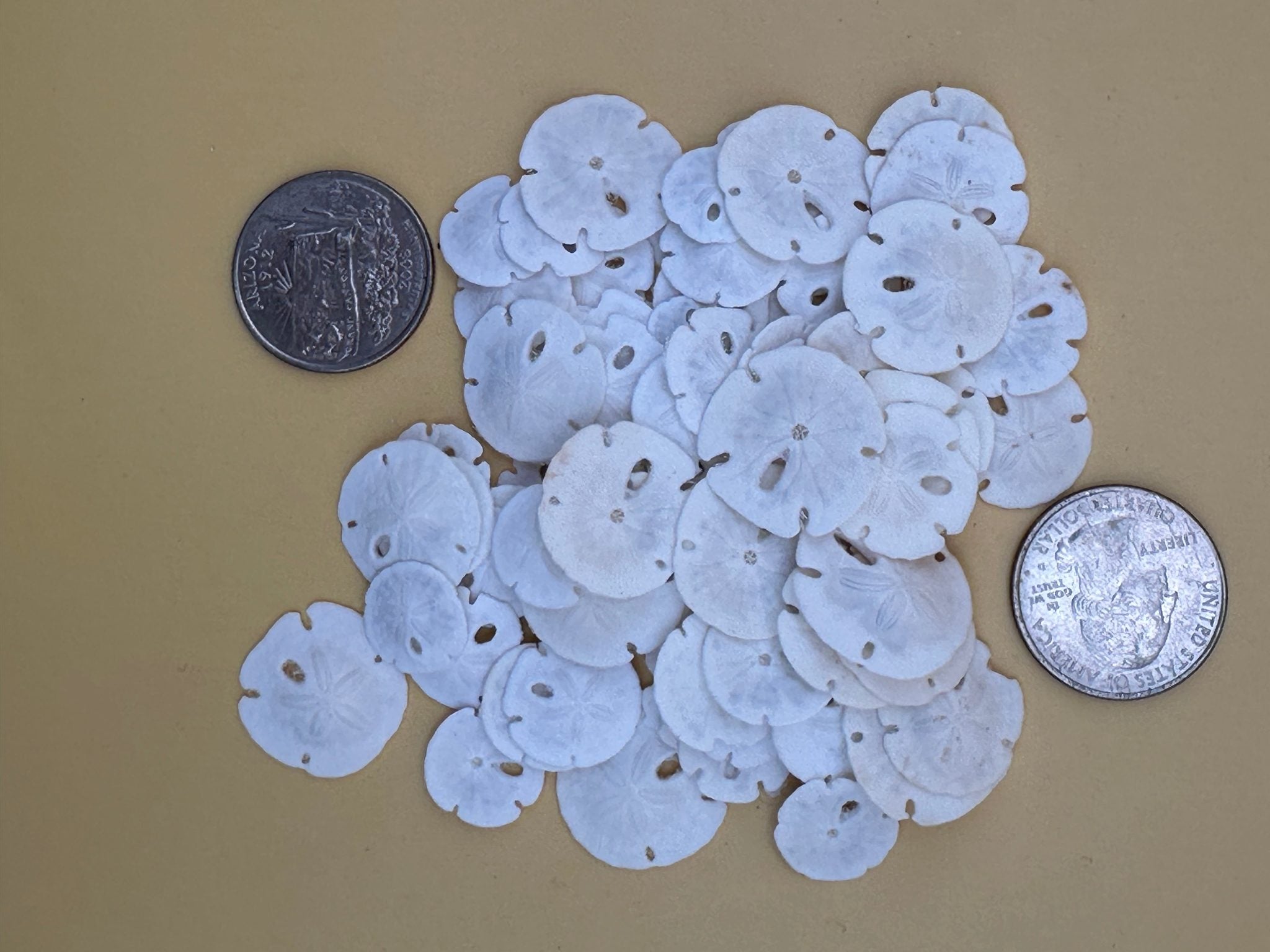 Tiny natural loose sand dollars for crafting in bulk bags