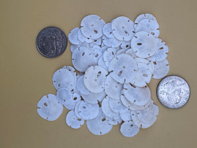 Tiny natural loose sand dollars for crafting in bulk bags