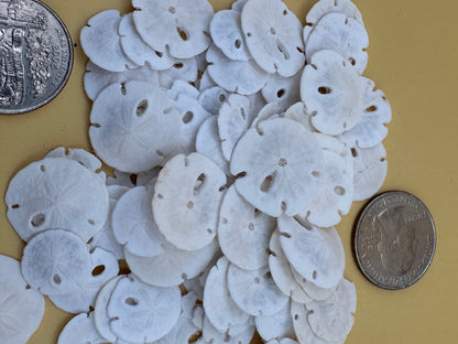 Tiny natural loose sand dollars for crafting in bulk bags