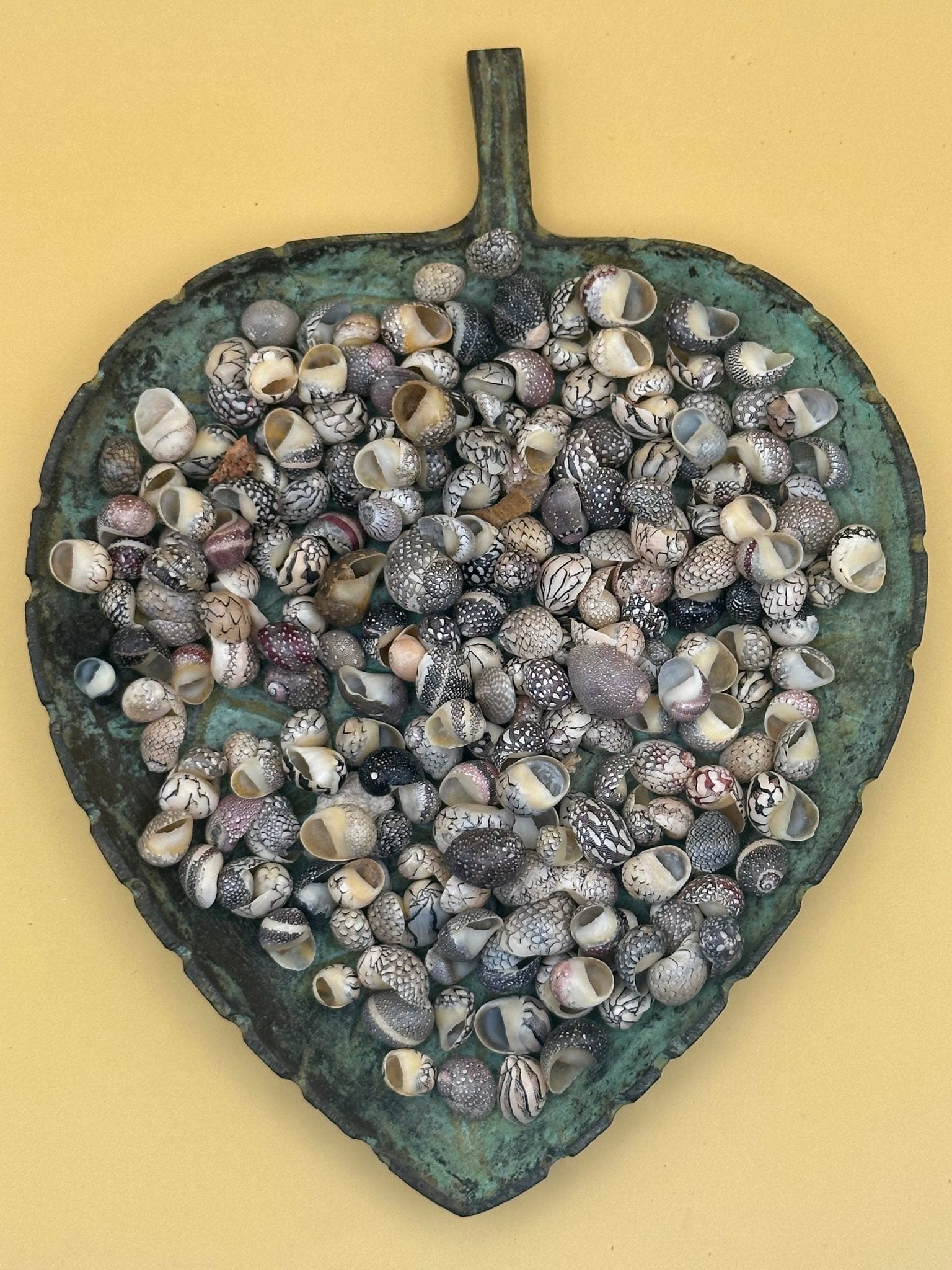 Set of 10 mixed micro Nerita shells in reds, pinks, black, white, and cream colors with unique natural patterns