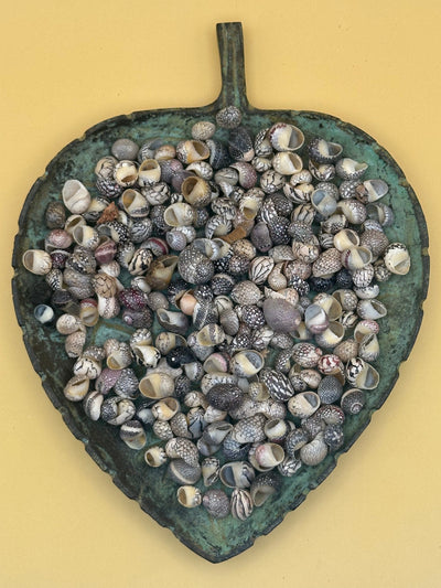 Set of 10 mixed micro Nerita shells in reds, pinks, black, white, and cream colors with unique natural patterns