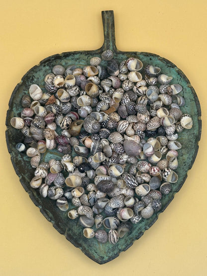 Set of 10 mixed micro Nerita shells in reds, pinks, black, white, and cream colors with unique natural patterns
