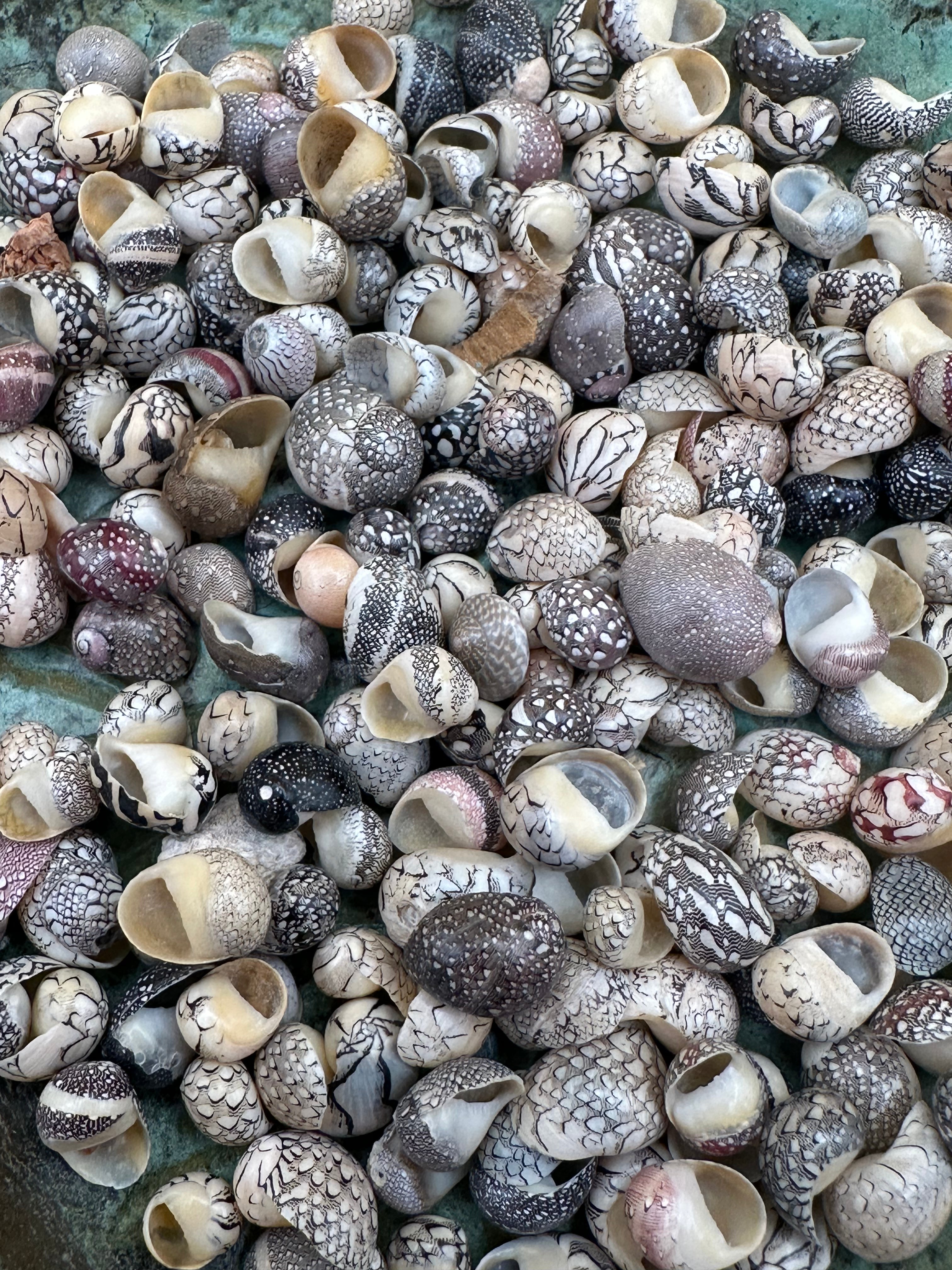 Set of 10 mixed micro Nerita shells in reds, pinks, black, white, and cream colors with unique natural patterns