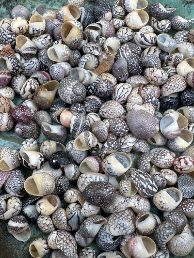 Set of 10 mixed micro Nerita shells in reds, pinks, black, white, and cream colors with unique natural patterns