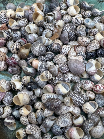 Set of 10 mixed micro Nerita shells in reds, pinks, black, white, and cream colors with unique natural patterns
