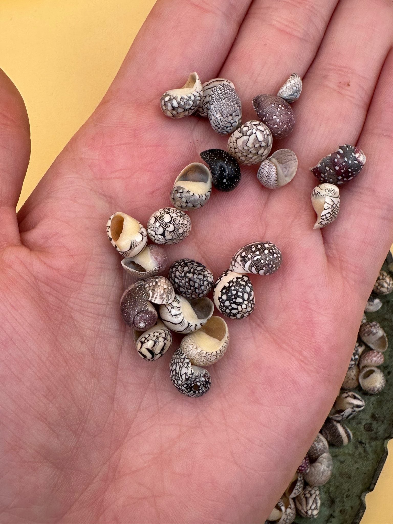 Set of 10 mixed micro Nerita shells in reds, pinks, black, white, and cream colors with unique natural patterns