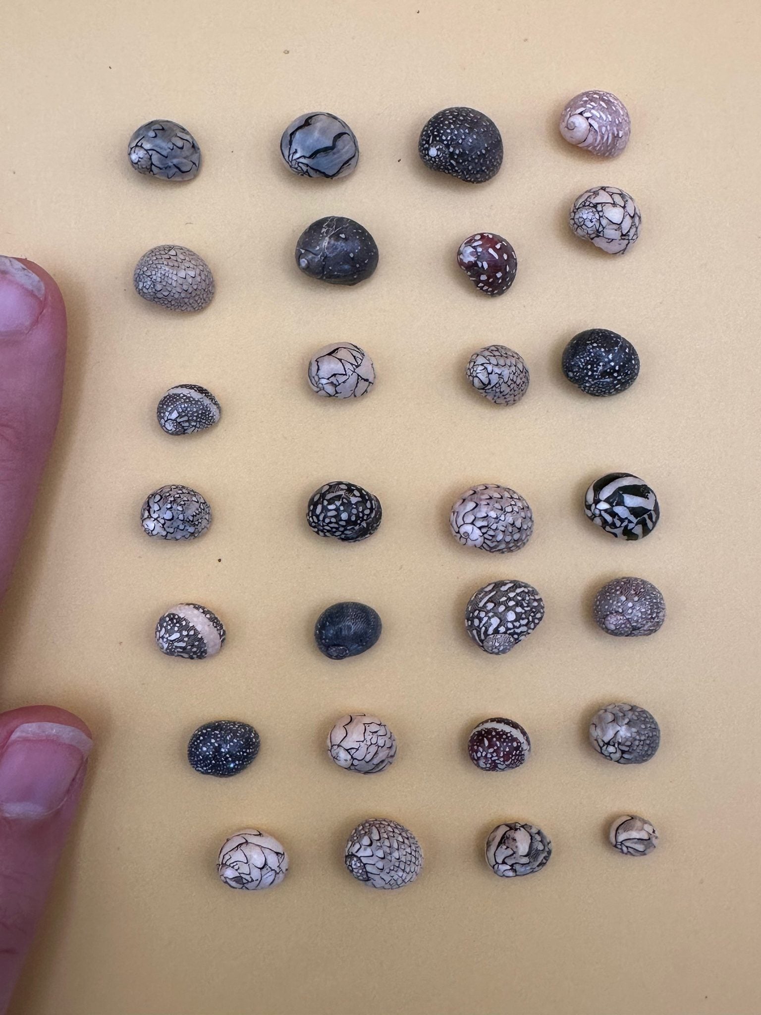 Set of 10 mixed micro Nerita shells in reds, pinks, black, white, and cream colors with unique natural patterns