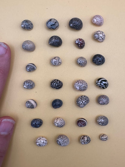 Set of 10 mixed micro Nerita shells in reds, pinks, black, white, and cream colors with unique natural patterns