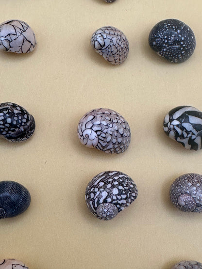 Set of 10 mixed micro Nerita shells in reds, pinks, black, white, and cream colors with unique natural patterns