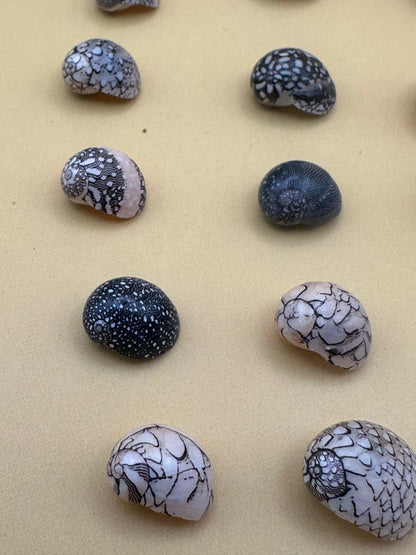 Set of 10 mixed micro Nerita shells in reds, pinks, black, white, and cream colors with unique natural patterns