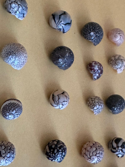 Set of 10 mixed micro Nerita shells in reds, pinks, black, white, and cream colors with unique natural patterns