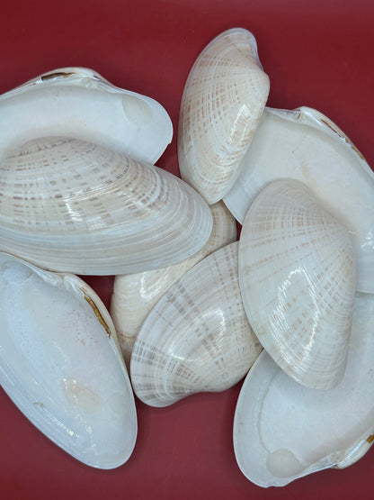 Bulk Sunray Venus Clam Halves with natural cream and tan striping for crafting and decoupage