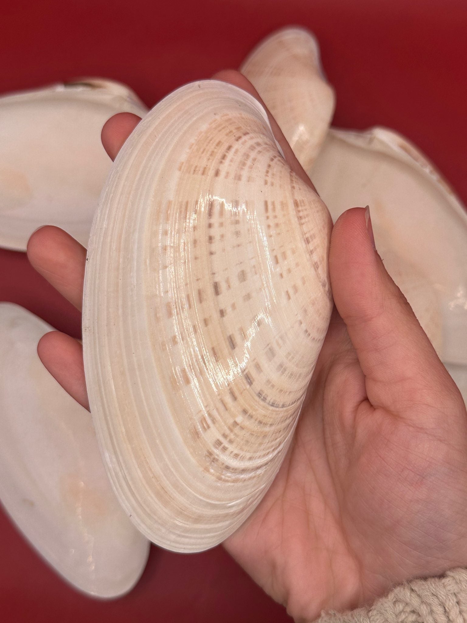 Bulk Sunray Venus Clam Halves with natural cream and tan striping for crafting and decoupage