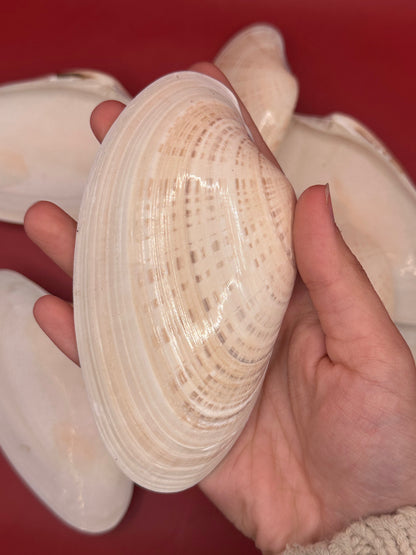 Bulk Sunray Venus Clam Halves with natural cream and tan striping for crafting and decoupage